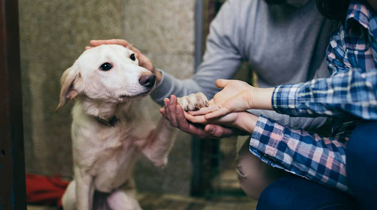 ​​La Plata: adopción responsable de mascotas