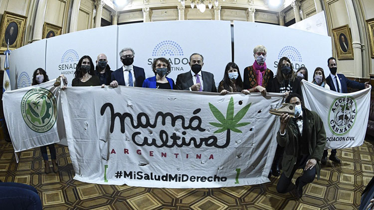 El Senado aprob&oacute; marco regulatorio de producci&oacute;n de cannabis medicinal