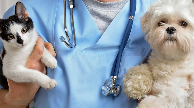 D&iacute;a del Veterinario