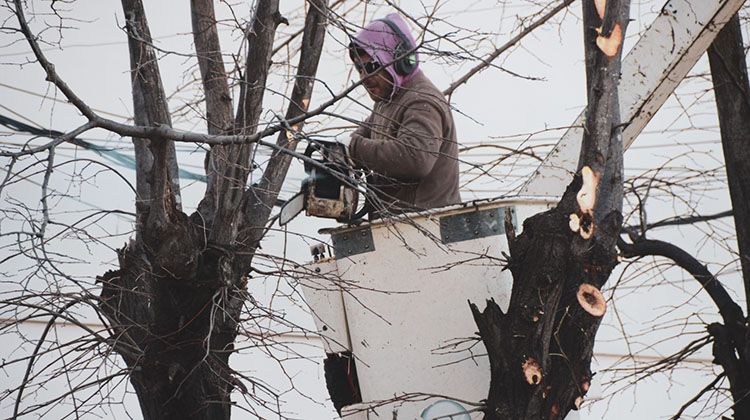 ​Contin&uacute;a la poda de altura