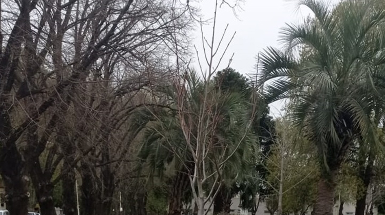 ​Se reponen tilos en Plaza Espa&ntilde;a