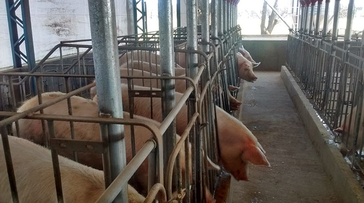 ​Avisá al Senasa: Cómo reconocer, prevenir y notificar enfermedades porcinas
