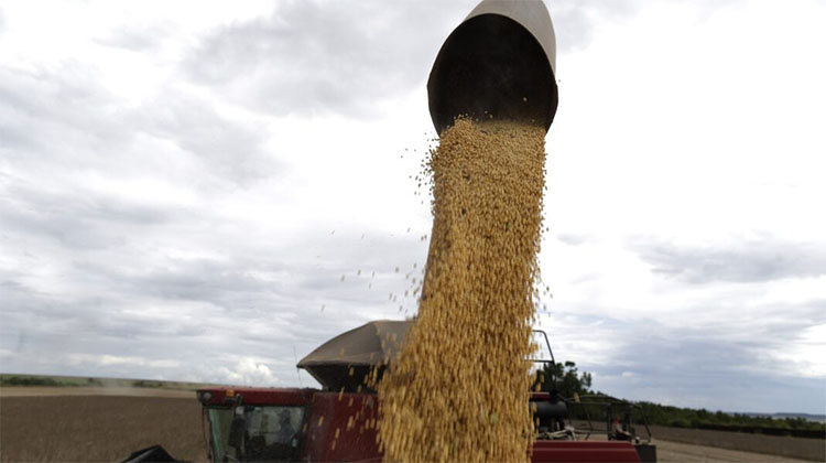 “Dólar soja”: limitan a las cerealeras la compra de divisas, pero no a los productores