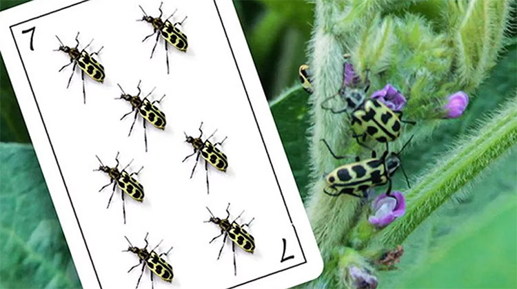Alerta Siete de Oro: una jugada para ganarle de mano al insecto