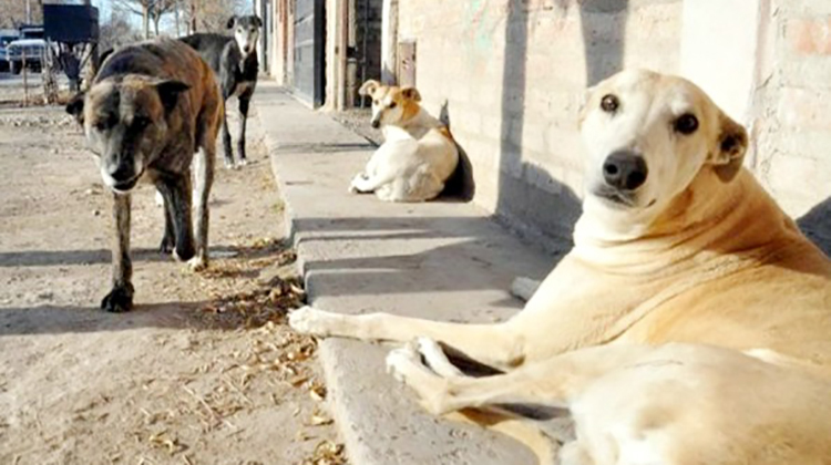 ​Castraciones de caninos y felinos