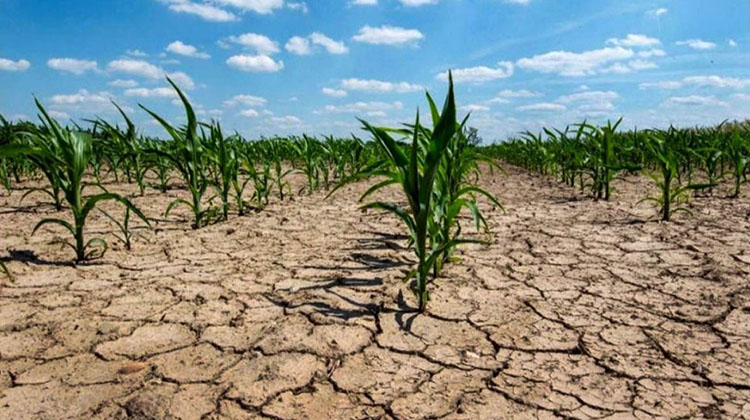 Los créditos especiales para productores afectados por la sequía ya superaron los $5.000 millones