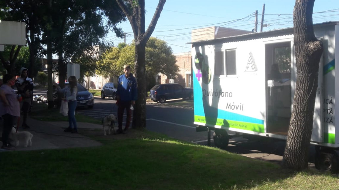 ​Castraciones de caninos y felinos