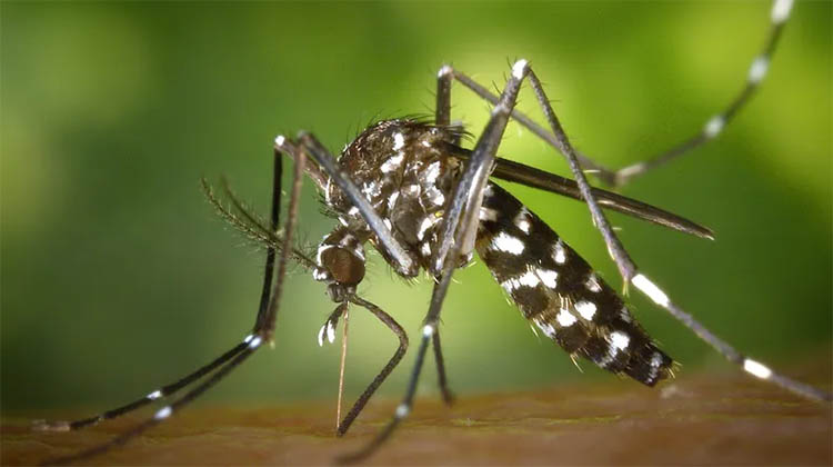 Dengue: hay 34 casos importados en la provincia y recomiendan evitar acumulación de agua en casas