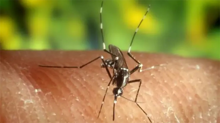 ​Prevención de enfermedades transmitidas por mosquitos