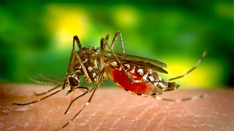 Campa&ntilde;a y recomendaciones para la prevenci&oacute;n del dengue