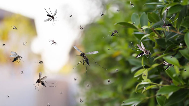  Por qu&eacute; sigue la invasi&oacute;n de mosquitos