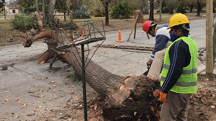 ​Permisos para extracci&oacute;n  y replantado de &aacute;rboles