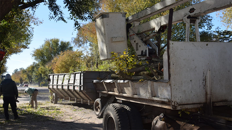 ​Contin&uacute;a la campa&ntilde;a de poda