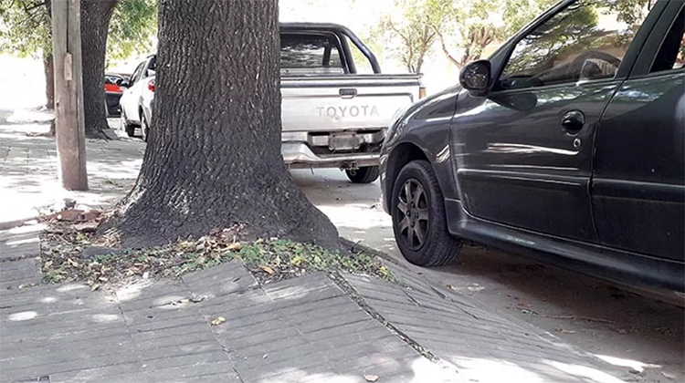 ​Permisos para extracci&oacute;n  y replantado de &aacute;rboles