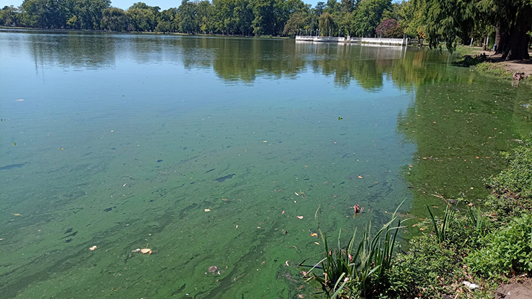 ​Riesgo naranja por la presencia de cianobacterias en el Parque