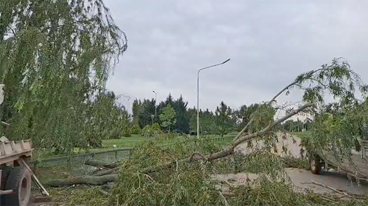 ​Cese de alerta: Realizan trabajo de poda y limpieza