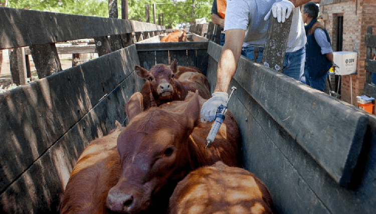 Comienza la primera campa&ntilde;a de vacunaci&oacute;n contra la aftosa