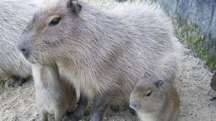 Venta ilegal de fauna