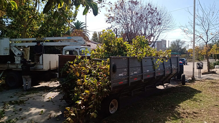 Campa&ntilde;a de poda