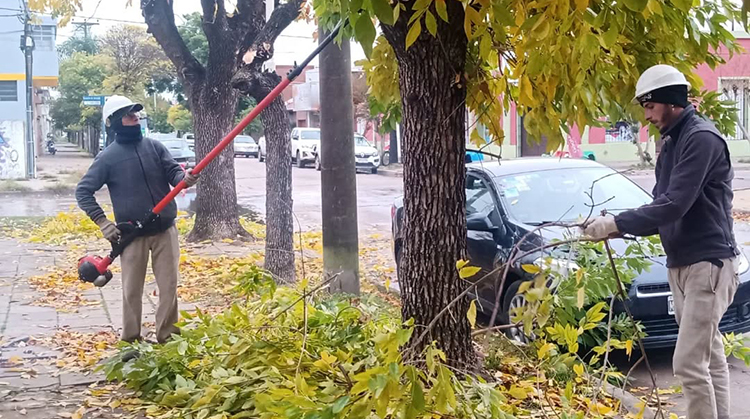 El lunes comenzar&aacute; la campa&ntilde;a de poda