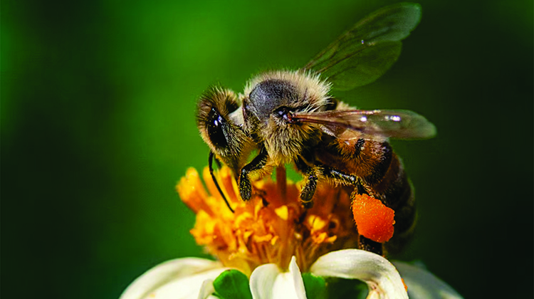 D&iacute;a Mundial de las Abejas