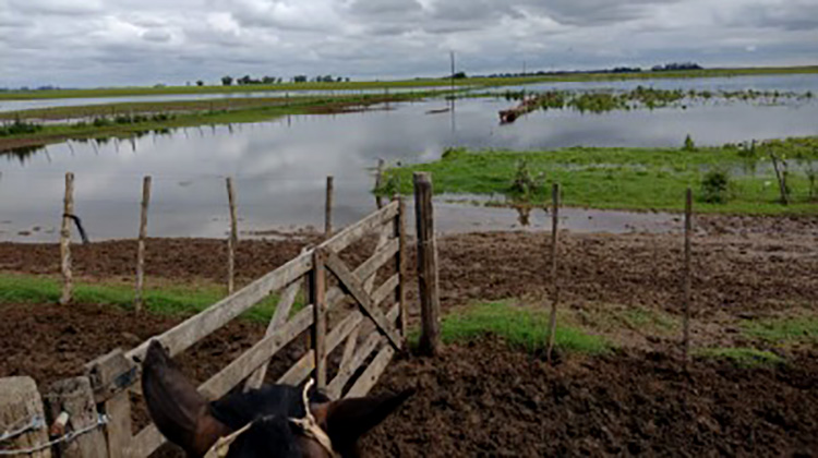 Emergencia agropecuaria
