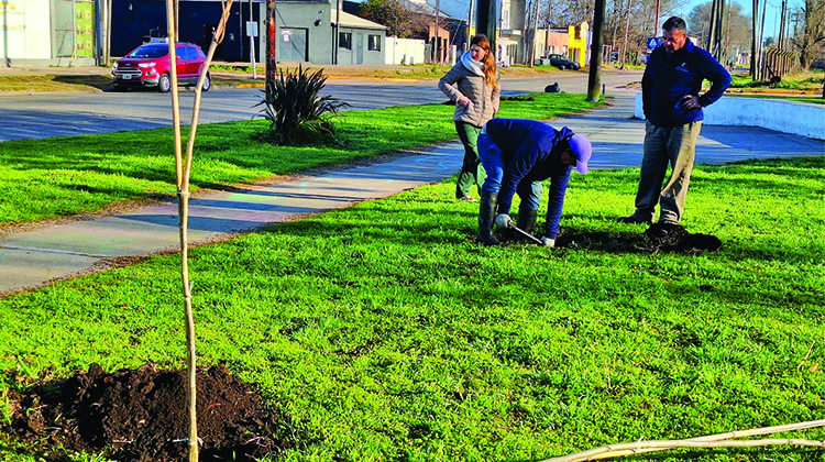 ​M&aacute;s &aacute;rboles para los espacios p&uacute;blicos de la ciudad