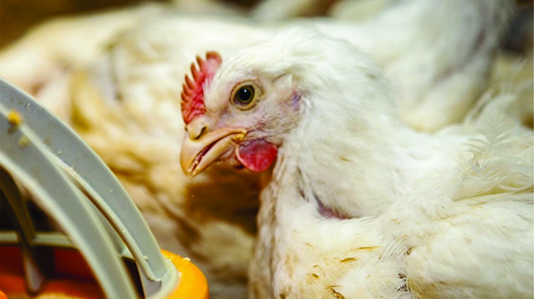 Brote de influenza aviar en gallinas ponedoras en Los Toldos