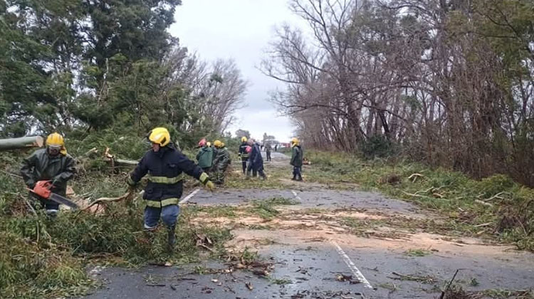 Arduo trabajo de Bomberos por ca&iacute;da de &aacute;rboles