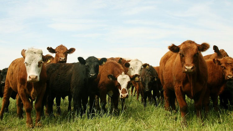 Brucelosis, una zoonosis prevenible que afecta a los animales y a las personas