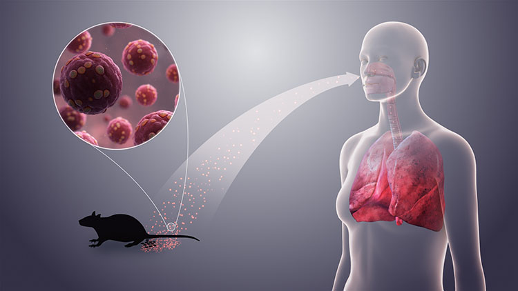 Recomendaciones ante casos de hantavirus