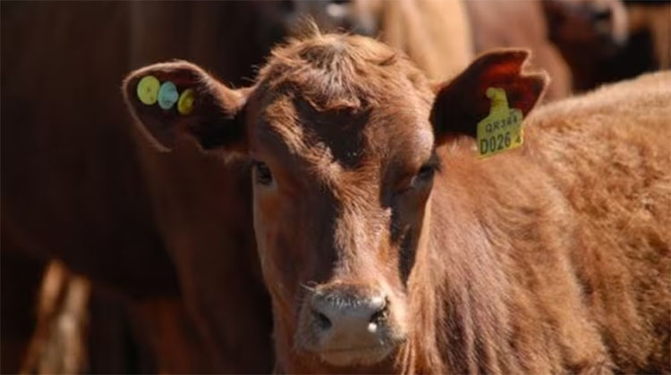 Charla sobre ​Trazabilidad Electr&oacute;nica Bovina