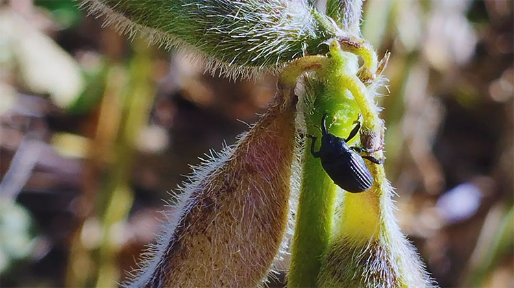 Alerta en soja: detectan picudo negro 