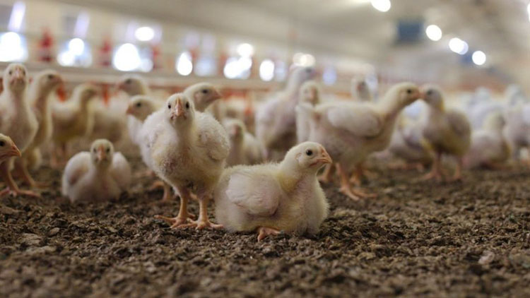 Argentina restituy&oacute; su estatus de pa&iacute;s libre de influenza aviar