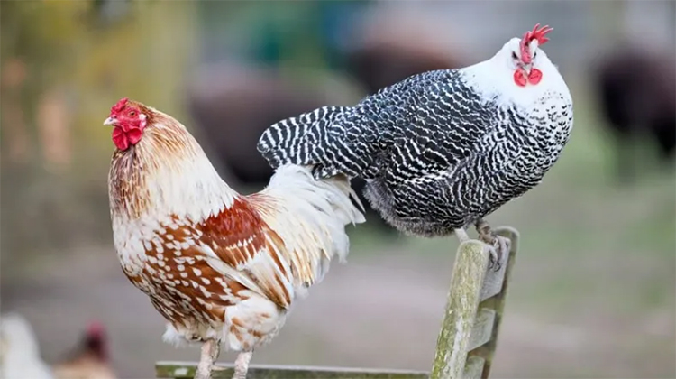 ​Detectan un brote de influenza aviar en aves de traspatio