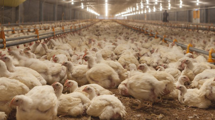 Bioseguridad: La primera barrera de prevenci&oacute;n contra la influenza aviar en granjas comerciales