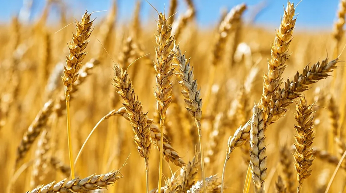 Campa&ntilde;a de Invierno 26-27: Provincia anunci&oacute; la inscripci&oacute;n de dos nuevas variedades de trigo pan