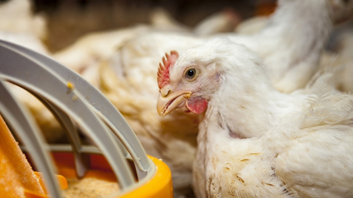 ​Per&uacute; y Chile levantaron las restricciones a productos de origen aviar de Argentina