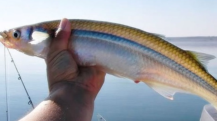​Pejerrey: comenz&oacute; la veda de pesca deportiva en provincia de Buenos Aires