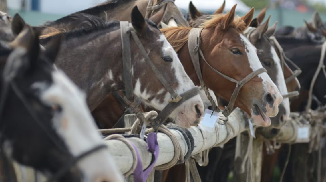 Exigen microchip y documentaci&oacute;n digital para trasladar caballos en todo el pa&iacute;s