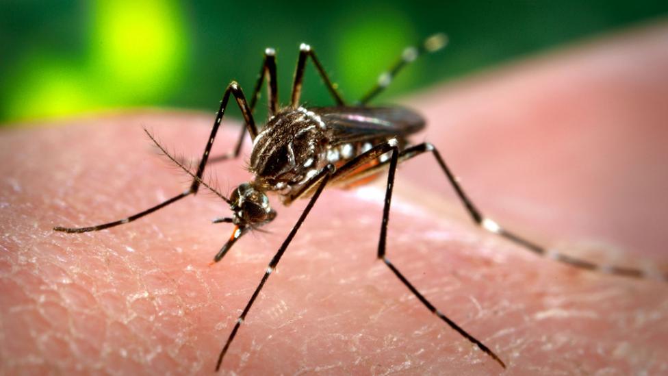 La provincia de Buenos Aires en riesgo por epidemia de dengue