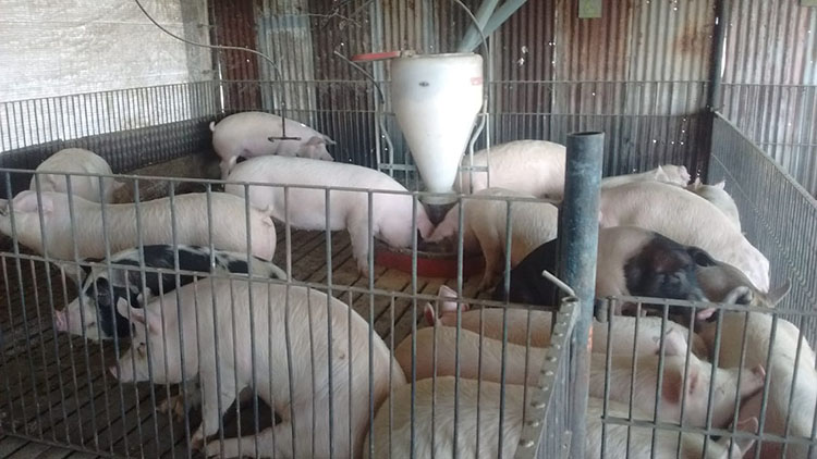 Controles en predios porcinos de las localidades de Chivilcoy, Navarro y Suipacha