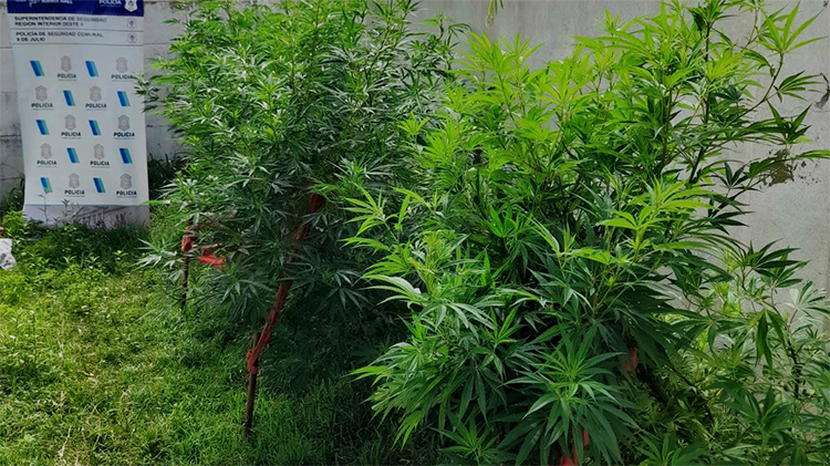 Encuentran plantas de marihuana 